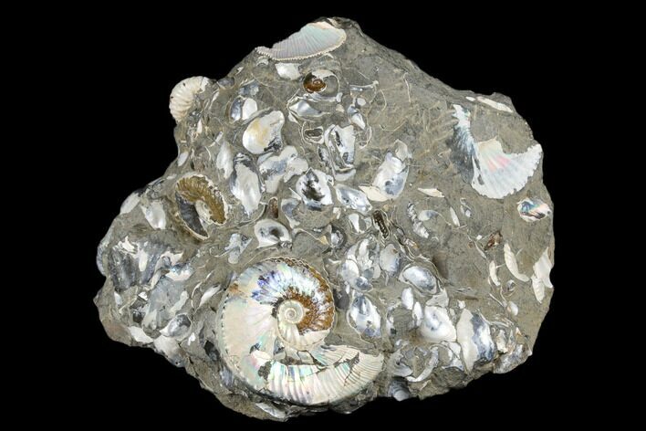 Iridescent Ammonite (Hoploscaphites) With Clams - South Dakota #180847